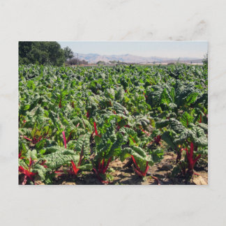 Sea of Organic Red Chard Postcard