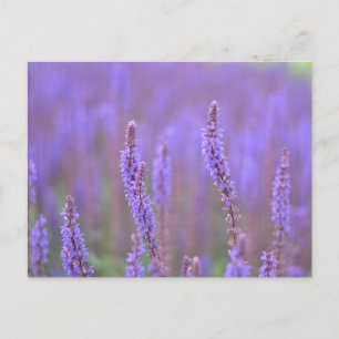 Sea of Purple Flowers at RHS Wisley Holiday Postcard