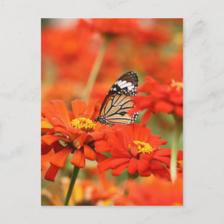 Sea of Red Postcard