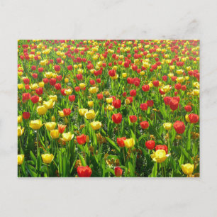 Sea of Tulips II Postcard