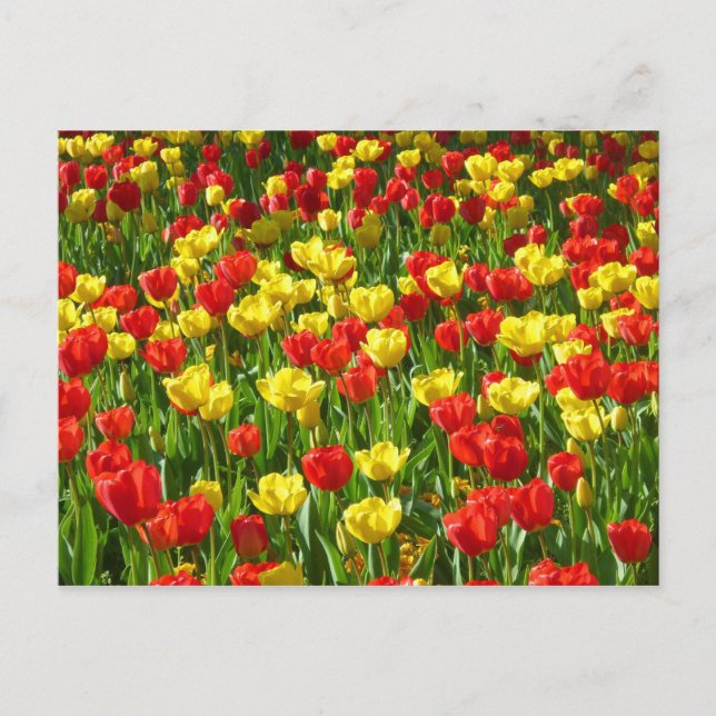 Sea of Tulips III Postcard (Front)