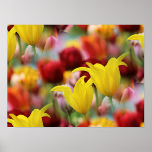 Sea of Tulips Poster