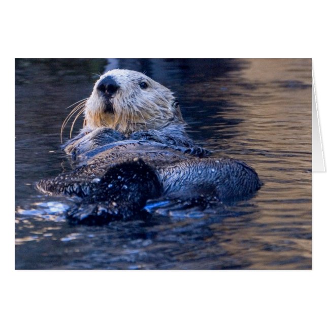 Sea Otter (Front Horizontal)