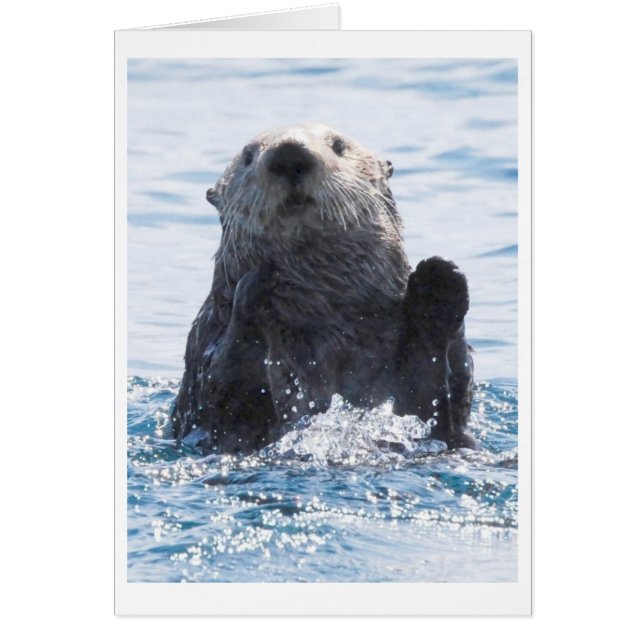 sea otter (Front)