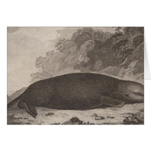 Sea otter, British Columbia