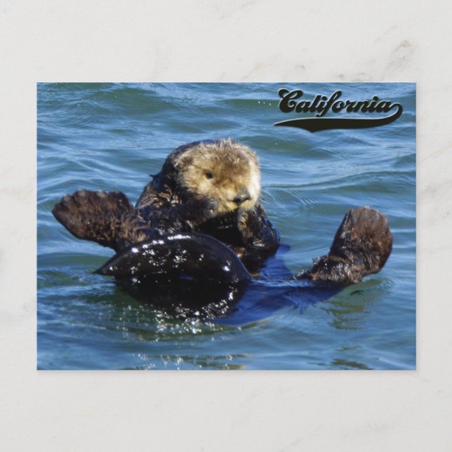Sea Otter California Postcard (Front)