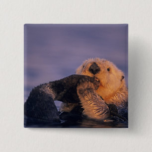 Sea Otter, Enhydra lutris 15 Cm Square Badge