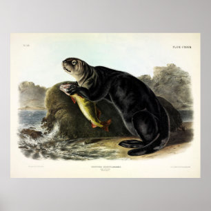 Sea Otter, Enhydra lutris by Audubon Poster