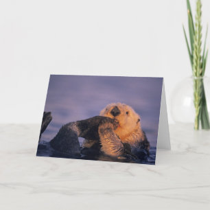 Sea Otter, Enhydra lutris Card
