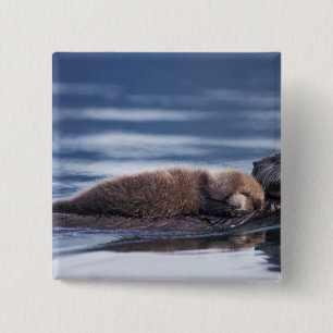 sea otter, Enhydra lutris lutris 15 Cm Square Badge