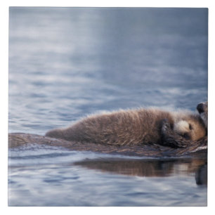 sea otter, Enhydra lutris lutris Ceramic Tile