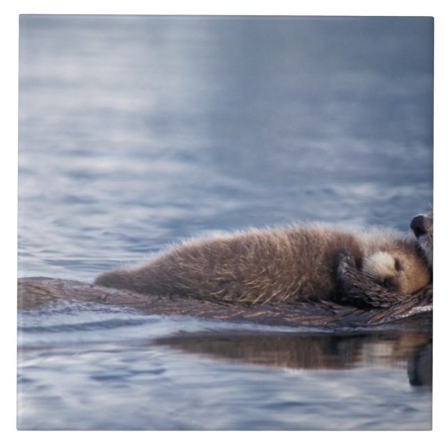 sea otter, Enhydra lutris lutris Ceramic Tile (Front)