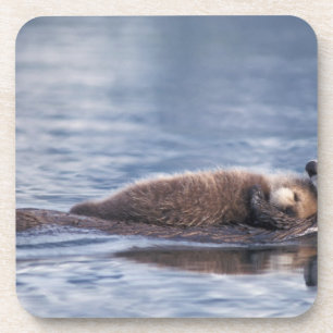 sea otter, Enhydra lutris lutris Coaster