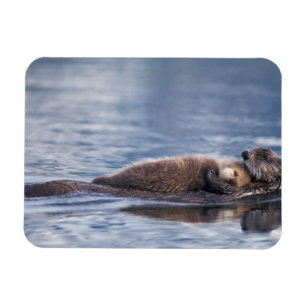 sea otter, Enhydra lutris lutris Magnet