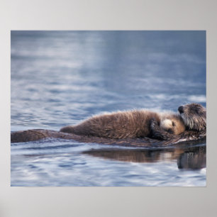 sea otter, Enhydra lutris lutris, mother with 2 Poster