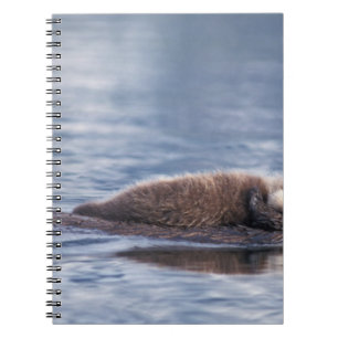 sea otter, Enhydra lutris lutris Notebook
