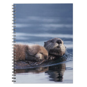 sea otter, Enhydra lutris lutris Notebook