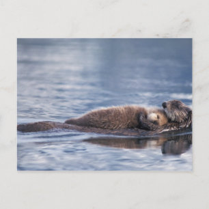 sea otter, Enhydra lutris lutris Postcard