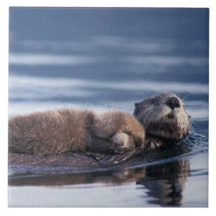 sea otter, Enhydra lutris lutris Tile