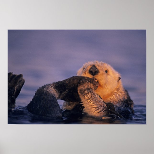 Sea Otter, Enhydra lutris Poster (Front)