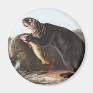 Sea Otter (Enhydra marina) Illustration Magnet