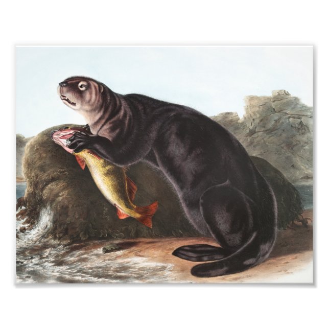 Sea Otter (Enhydra marina) Illustration Photo Print (Front)