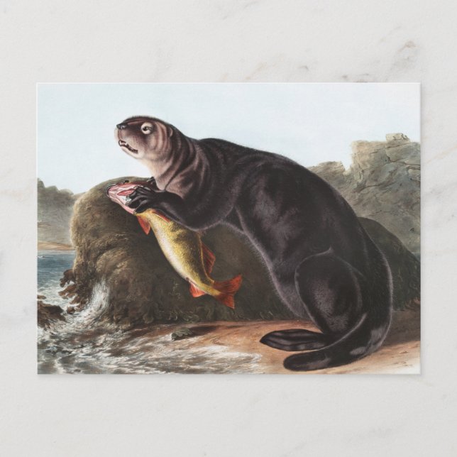 Sea Otter (Enhydra marina) Illustration Postcard (Front)