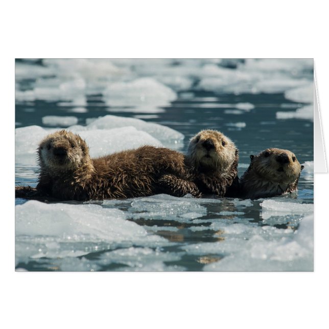 Sea Otter Family (Front Horizontal)