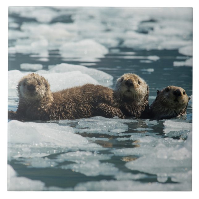 Sea Otter Family Ceramic Tile (Front)