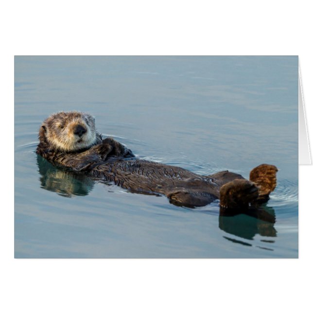 Sea otter floating on back in ocean (Front Horizontal)