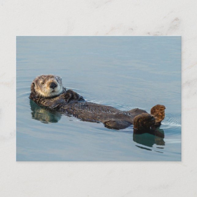 Sea otter floating on back in ocean postcard (Front)