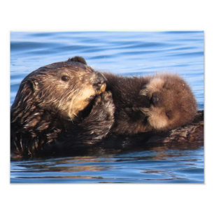 Sea Otter Mum and Adorable Pup Photo Print