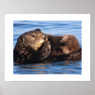 Sea Otter Mum and Adorable Pup Poster