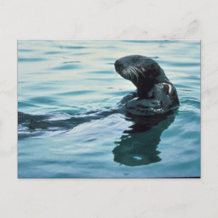 Sea Otter Postcard