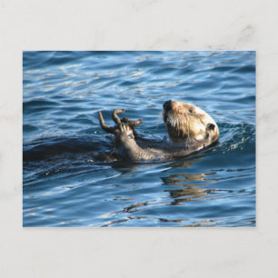 Sea Otter Postcard