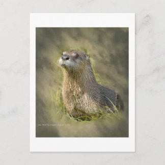 Sea Otter PostCards