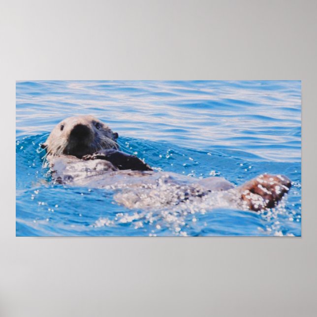 Sea Otter Poster (Front)