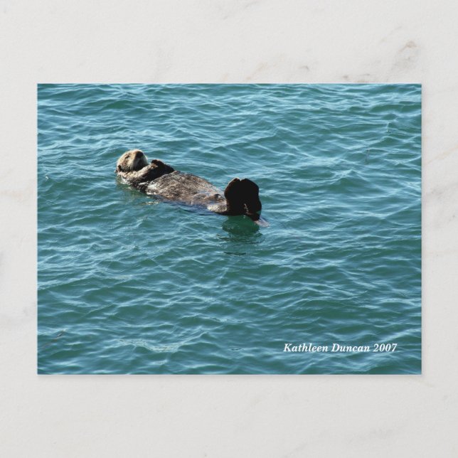 Sea Otter Sleeping Postcard (Front)