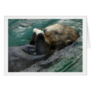 Sea Otter Snacking