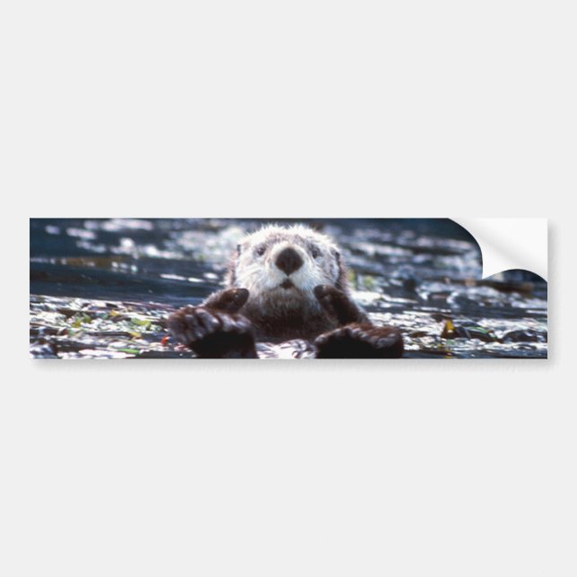 Sea Otter Swimming Bumper Sticker (Front)