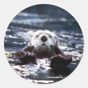 Sea Otter Swimming Classic Round Sticker