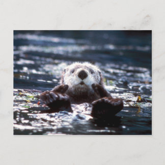 Sea Otter Swimming Postcard
