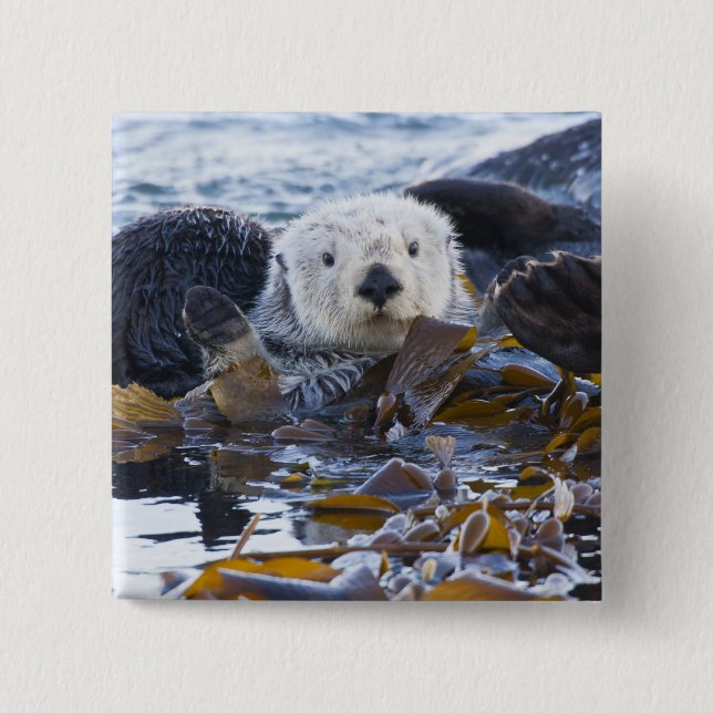 Sea otter wrapped in kelp 15 cm square badge (Front)