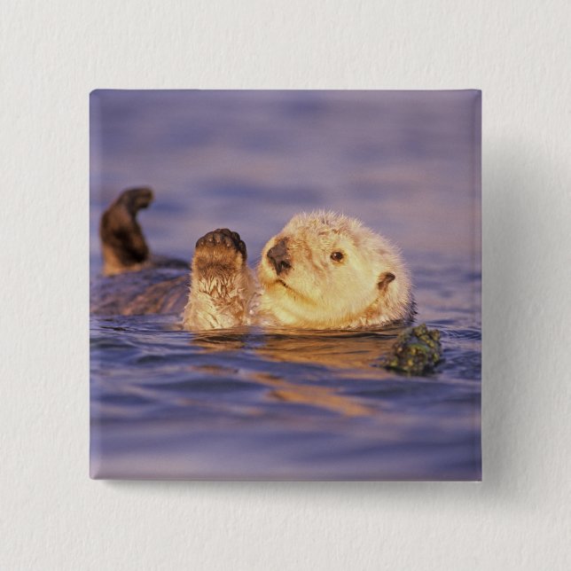 Sea Otters, Enhydra lutris 15 Cm Square Badge (Front)
