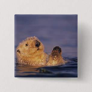 Sea Otters, Enhydra lutris 2 15 Cm Square Badge