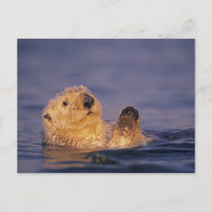 Sea Otters, Enhydra lutris 2 Postcard