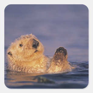 Sea Otters, Enhydra lutris 2 Square Sticker