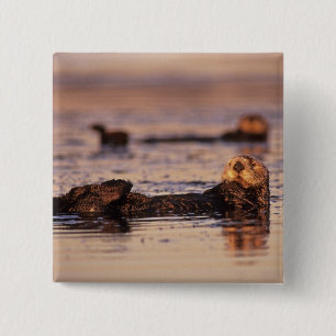 Sea Otters, Enhydra lutris 3 15 Cm Square Badge