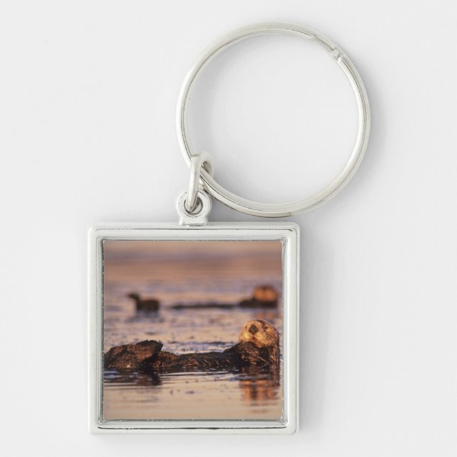 Sea Otters, Enhydra lutris 3 Key Ring (Front)