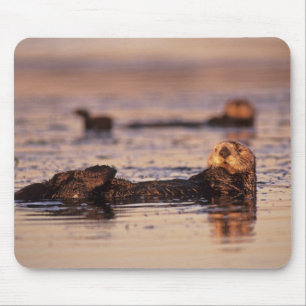 Sea Otters, Enhydra lutris 3 Mouse Pad